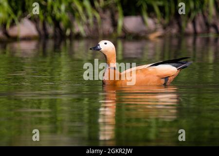 Ruddy Shelduck [Tadorna ferruginea] schwimmend auf einem See Stockfoto