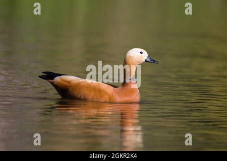 Ruddy Shelduck [Tadorna ferruginea] schwimmend auf einem See Stockfoto