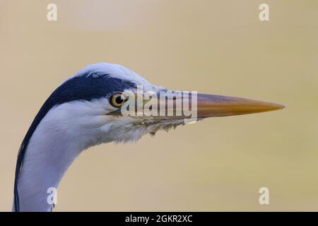 Nahaufnahme eines grauen Reihern Stockfoto