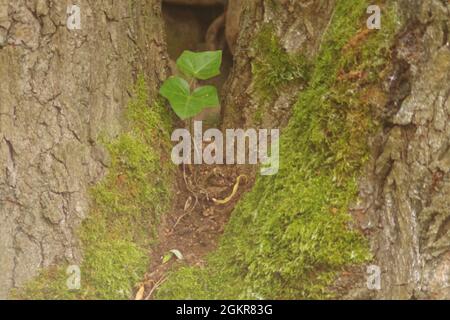 Ein Efeu-Blatt auf einem teilenden Baumstamm Stockfoto