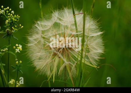 Samenständer des Wildziegenbartes. Stockfoto