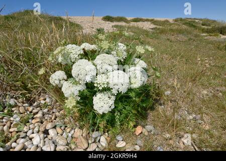 Seegarotte - Daucus carota ssp. gumifer Stockfoto