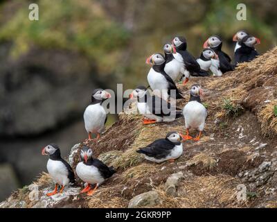 Ausgewachsene Atlantische Papageitaucher (Fraterkula arctica, die sich über dem Nestplatz auf der Grimsey Island, Island, Polarregionen, sammeln Stockfoto