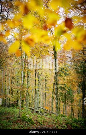 Herbstfarben im üppigen Wald von Cansiglio, Provinz Treviso, Venetien, Italien, Europa Stockfoto