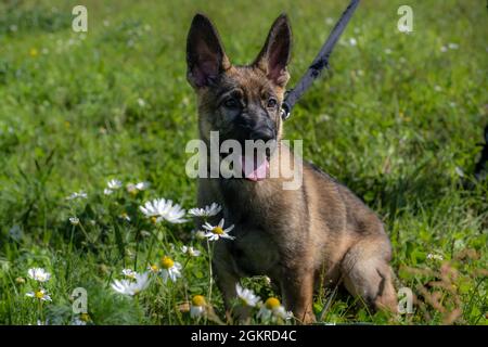 Hundeportrait eines elf Wochen alten Schäferhundes im grünen Gras Stockfoto