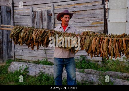 Tabakbauer mit getrockneten Tabakblättern, Pinar del Rio, Kuba, Westindien, Mittelamerika Stockfoto