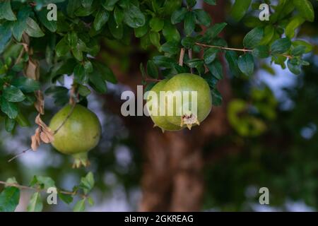 Selektiver Fokus von Granatäpfeln auf dem Baum Stockfoto