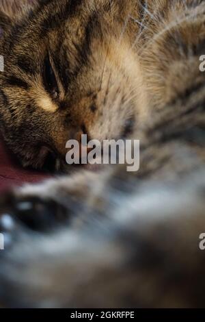 Vertikale Aufnahme einer niedlichen liegenden Katze Stockfoto