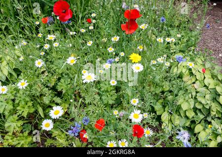 Wilde Blumen wachsen in einem Londoner Park, Großbritannien Stockfoto