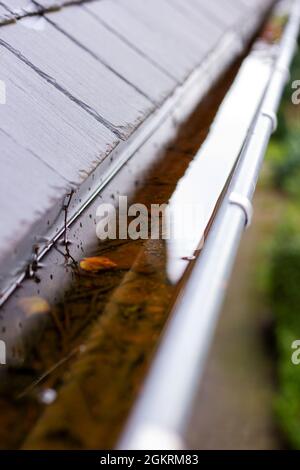 Ein Porträt einer verstopften Dachrinne voller Regenwasser an einem regnerischen und bewölkten Tag. Der Boden des Abflusses ist voller Blätter und anderer natürlicher Waste Stockfoto