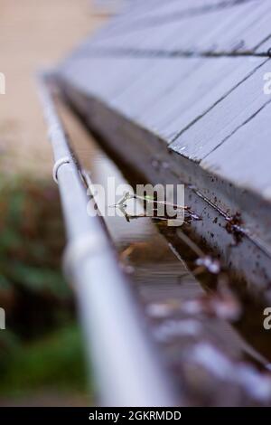 Ein Porträt einer verstopften Dachrinne voller Regenwasser an einem regnerischen und bewölkten Tag. Der Boden des Abflusses ist voller Blätter und anderer natürlicher Waste Stockfoto