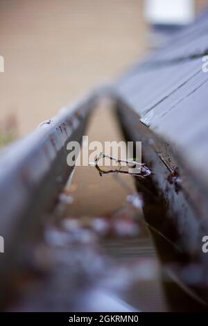 Ein Porträt einer verstopften Dachrinne voller Regenwasser an einem regnerischen und bewölkten Tag. Der Boden des Abflusses ist voller Blätter und anderer natürlicher Waste Stockfoto