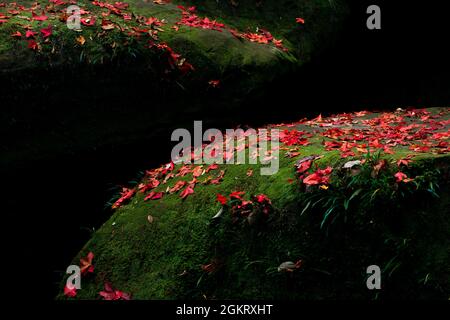 Gefallene rote Ahornblätter im Herbst auf den Felsen. Abstrakte rote Ahornblätter im Sonnenlicht gegen grünes Moos und dunklen Schatten. Stockfoto