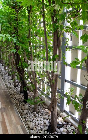 Die frische Wrightia religiosa Benth Reihe im kleinen Garten mit dem weißen Kies entlang des Zauns des Stadthauses, sorgt für Schatten und hilft auszusperren Stockfoto