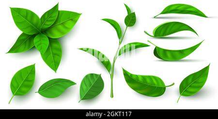 Realistische 3d frische Teeblätter und Zweige grün. Fliegendes Baumblatt. Elemente von Tee- oder Minzpflanzen. Ökologie, Natur und vegane Symbolvektorset Stock Vektor