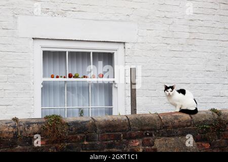 Katze sitzt an einer Wand neben einem Fenster mit einer Ausstellung von Äpfeln Stockfoto