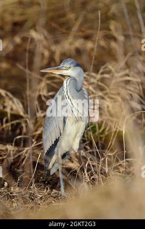 Graureiher, Fischreiher, Graureiher, Ardea cinerea, Elbe bei Lauenburg, Deutschland, Deutschland Stockfoto