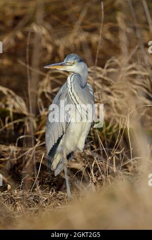 Graureiher, Fischreiher, Graureiher, Ardea cinerea, Elbe bei Lauenburg, Deutschland, Deutschland Stockfoto