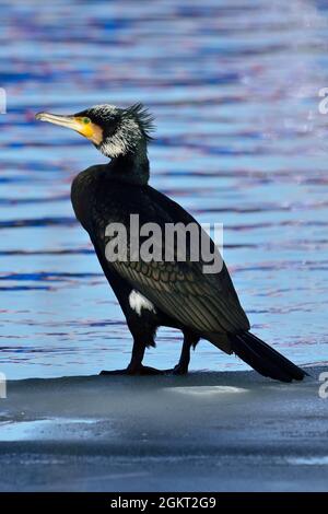 Kormoran, großer Kormoran, großer schwarzer Kormoran, Phalacrocorax carbo, Elbe bei Lauenburg, Deutschland, Deutschland Stockfoto