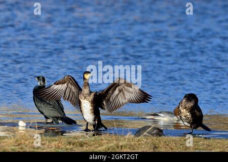 Kormoran, großer Kormoran, großer schwarzer Kormoran, Phalacrocorax carbo, Elbe bei Lauenburg, Deutschland, Deutschland Stockfoto