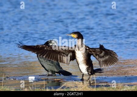 Kormoran, großer Kormoran, großer schwarzer Kormoran, Phalacrocorax carbo, Elbe bei Lauenburg, Deutschland, Deutschland Stockfoto