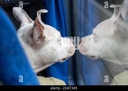 Der weiße Bullterrier schaut aus einem Fenster auf den Bus. Stockfoto