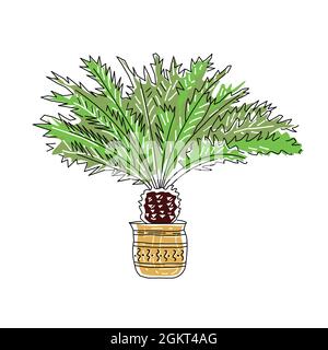 Handgezeichnete Vektordarstellung von Palmen isoliert auf weißem Hintergrund. Skizze. Trendstil der Linie. Stock Vektor