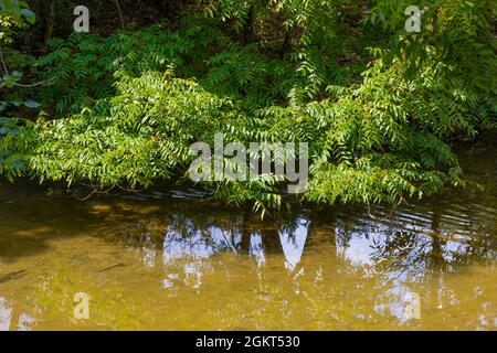 Eine invasive Pflanze die Sumax-Pflanze trives am Ufer eines Sees, der sich im Wasser spiegelt. Stockfoto