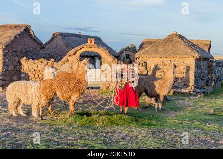 PUNO, PERU - 14. MAI 2015: Kleine Siedlung in der Nähe von Puno, Peru. Alte Frauen mit Lamas anwesend. Stockfoto