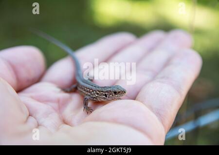 Lacerta vivipara oder Eidechse sitzt in der Handfläche. Braune Eidechse in der Hand. Stockfoto