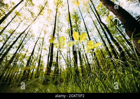 Ansicht Von Unten Wachsende Kleine Junge Zweige Frühling Grüne Bäume. Sonne Sonnenstrahlen Leuchten Durch Frische Vegetation Und Äste Blätter. Sommer Sonnentag. Breit Stockfoto