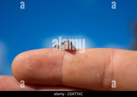 Lacerta vivipara oder Eidechse sitzt in der Handfläche. Braune Eidechse in der Hand. Stockfoto