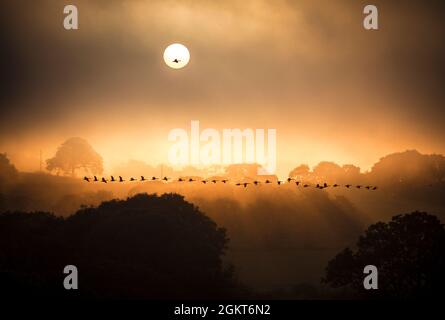 Kanada Gänse fliegen am frühen Morgen entlang des Flusses Teifi, St. Dogmaels, Pembrokeshire, Wales Stockfoto