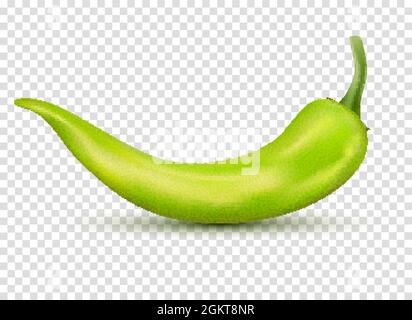 Frischer grüner scharfer Chilischote. Küche Bio Vektor würzigen Geschmack Chili mexikanischen Pfeffer Stock Vektor