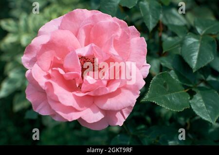 Zarte, offene Knospe einer rosa Gartenrose. Rosenbusch im Garten. Rosa Blütenblätter einer schönen Blume. Stockfoto