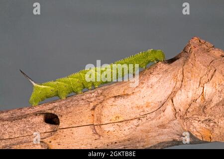 Eine Nahaufnahme der Raupe einer fünf gefleckten Falkenmotte, Manduca quinquemaculata. Die Raupe ist auch als Tomatenhornwurm bekannt. Stockfoto