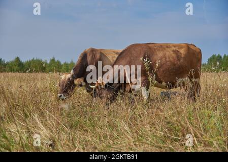 Zwei braune Kühe grasen an einem sonnigen Augusttag Seite an Seite auf einer Wiese. Stockfoto