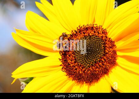 Portland. September 2021. Wetter in Großbritannien. Eine Biene sammelt Nektar in der frühen Herbstsonne auf der Isle of Portland. Quelle: stuart frartwell/Alamy Live News Stockfoto