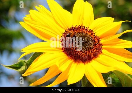 Portland. September 2021. Wetter in Großbritannien. Eine Biene sammelt Nektar in der frühen Herbstsonne auf der Isle of Portland. Quelle: stuart frartwell/Alamy Live News Stockfoto