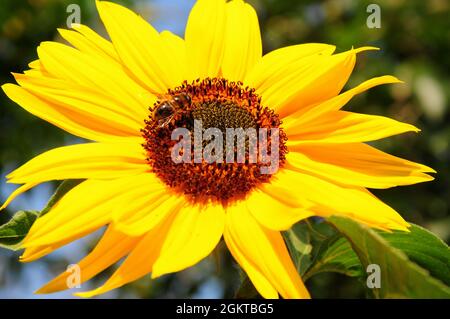 Portland. September 2021. Wetter in Großbritannien. Eine Biene sammelt Nektar in der frühen Herbstsonne auf der Isle of Portland. Quelle: stuart frartwell/Alamy Live News Stockfoto