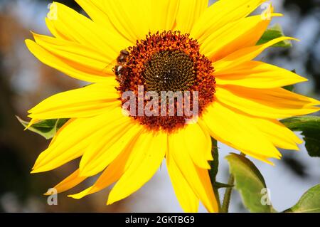 Portland. September 2021. Wetter in Großbritannien. Eine Biene sammelt Nektar in der frühen Herbstsonne auf der Isle of Portland. Quelle: stuart frartwell/Alamy Live News Stockfoto