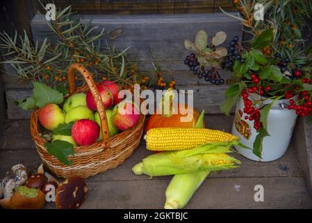 Auf der hölzernen Veranda gibt es helle Kürbisse, reife Äpfel im Korb, Maiskolben, Pilze und Zweige mit Herbstbeeren in einer alten emaillierten Dose. Stockfoto