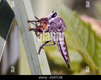 Porträt einer Raubfliege oder Assassinfliege, Promachus princeps, die sich von einer Honigbiene ernährt. Sie sind die Spitzenfeinde der Insektenwelt. Stockfoto
