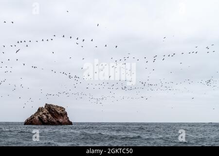 Guanay-Kormoran (Phalacrocorax bougainvillii) auf den Ballestas-Inseln im Paracas-Nationalpark, Peru. Stockfoto