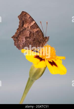 Porträt eines kalifornischen Schildpatt-Schmetterlings, Nymphalis californica, im Zentrum von Oregon. Stockfoto