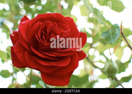 Gartenrose. Rote Knospe auf einem Hintergrund aus grünen Blättern mit weißen Lichtlücken. Stockfoto