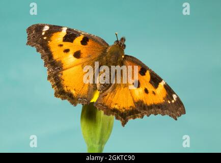 Porträt eines kalifornischen Schildpatt-Schmetterlings, Nymphalis californica, im Zentrum von Oregon. Stockfoto