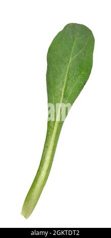 Seaside Daisy - Erigeron glaucus Stockfoto