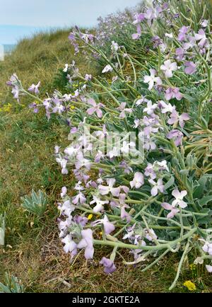 Sea Stock - Matthiola sinuata Stockfoto