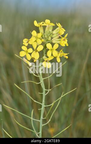 Isle of man Cabbage - Coincya monensis ssp. Monensis Stockfoto